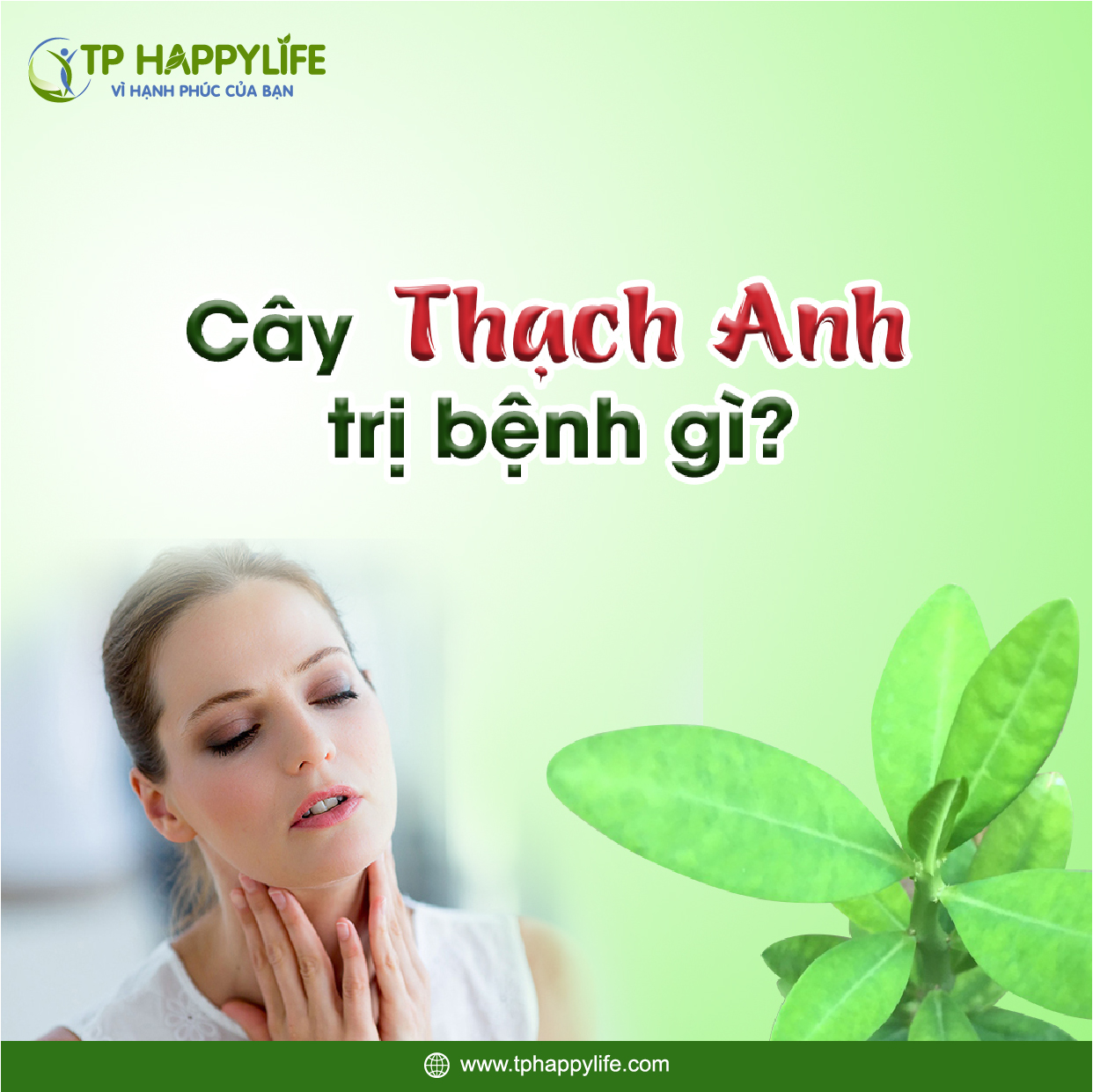 Cây thạch anh trị bệnh gì?