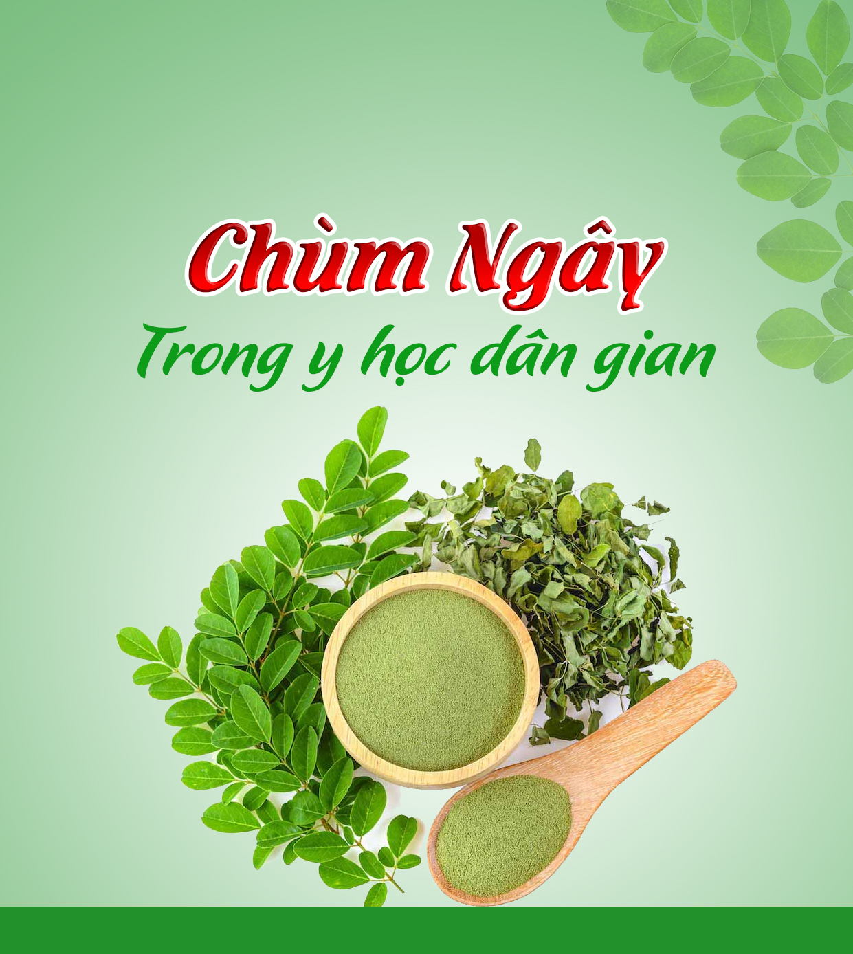 Công dụng của chùm ngây trong y học dân gian.