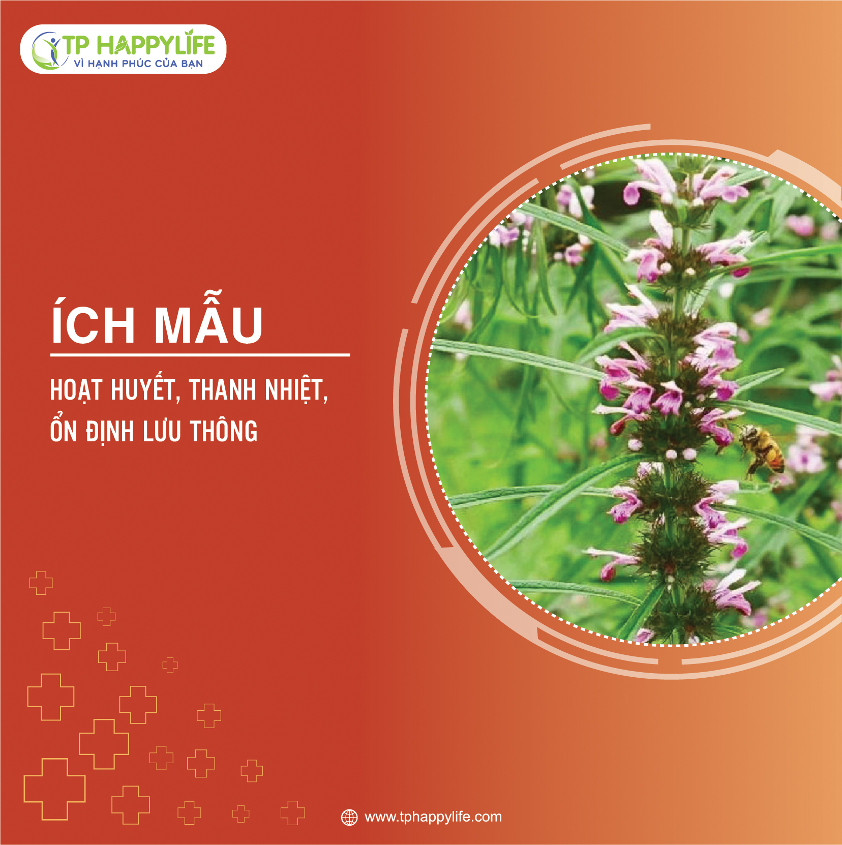 Ích mẫu – vị thuốc hoạt huyết, thanh nhiệt, ổn định lưu thông