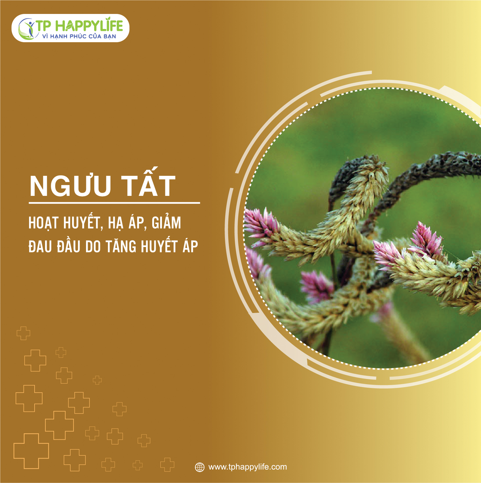 Ngưu Tất – Vị thuốc hoạt huyết, hạ áp, giảm đau đầu do tăng huyết áp