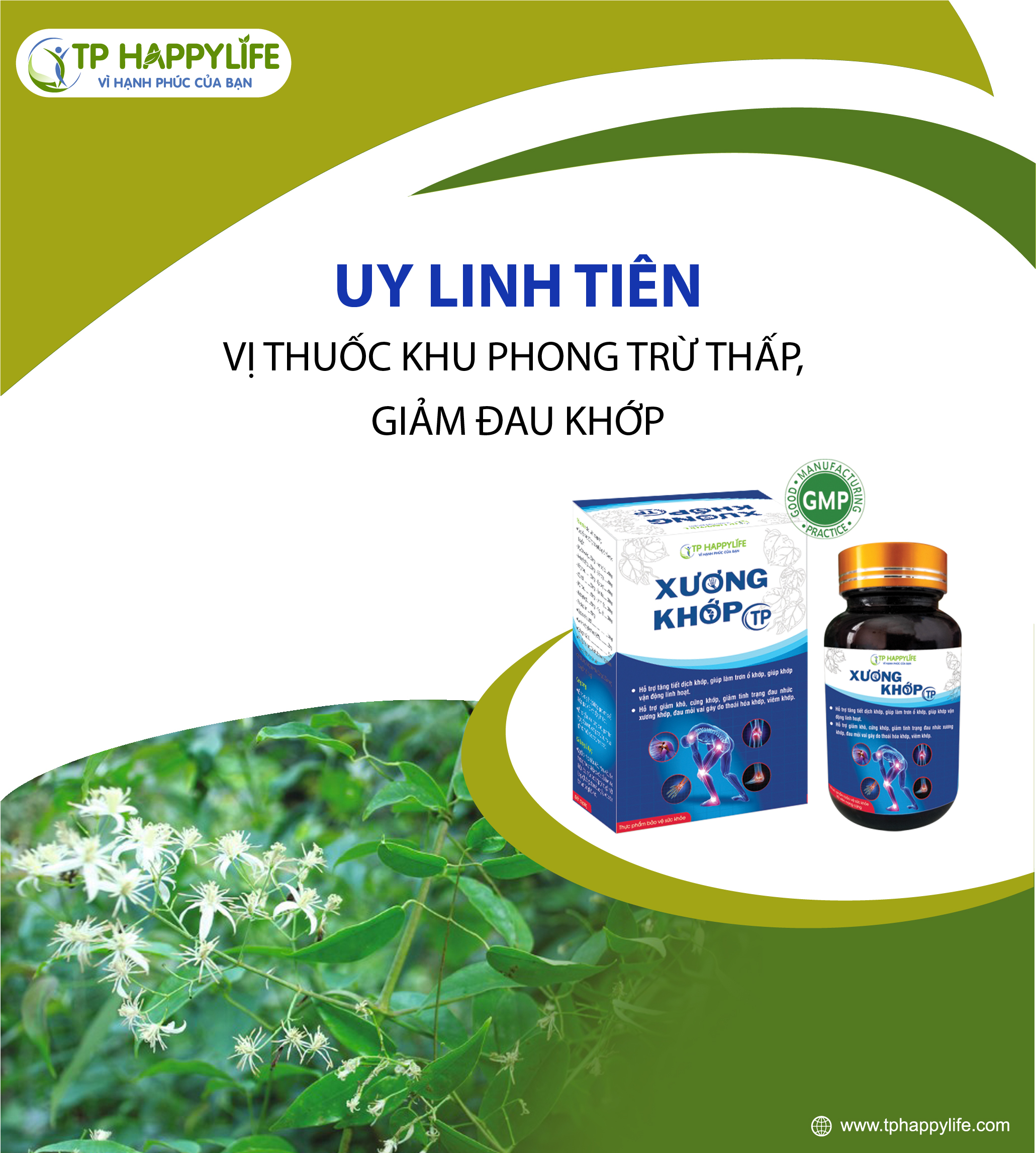 Uy Linh Tiên – Vị thuốc chủ lực trong điều trị đau nhức, phong thấp, giúp khớp vận động linh hoạt và giảm đau rõ rệt. 