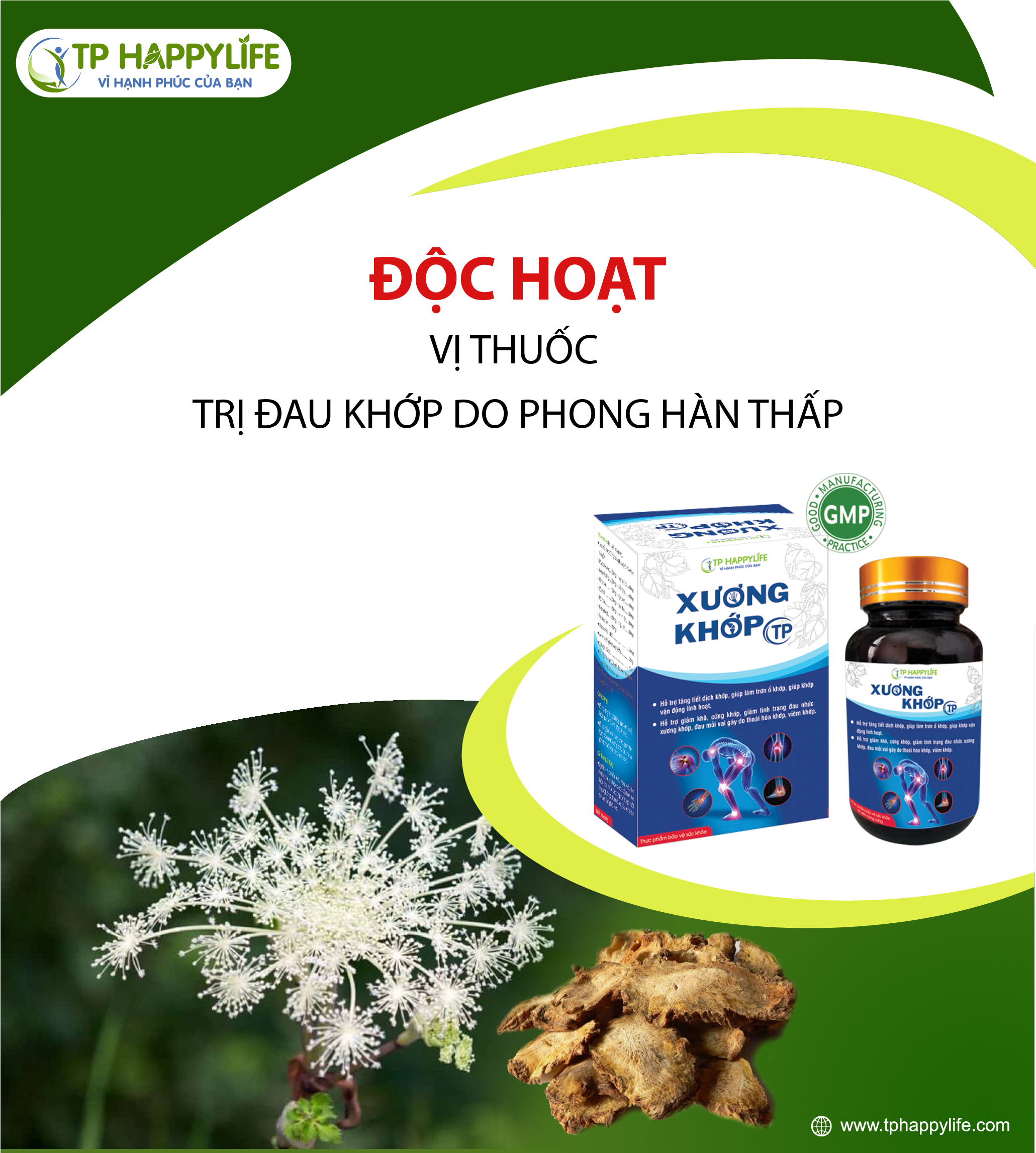 Độc Hoạt – vị thuốc không thể thiếu trong các bài thuốc trị phong thấp, giúp giảm đau, mạnh gân cốt và lưu thông khí huyết. 
