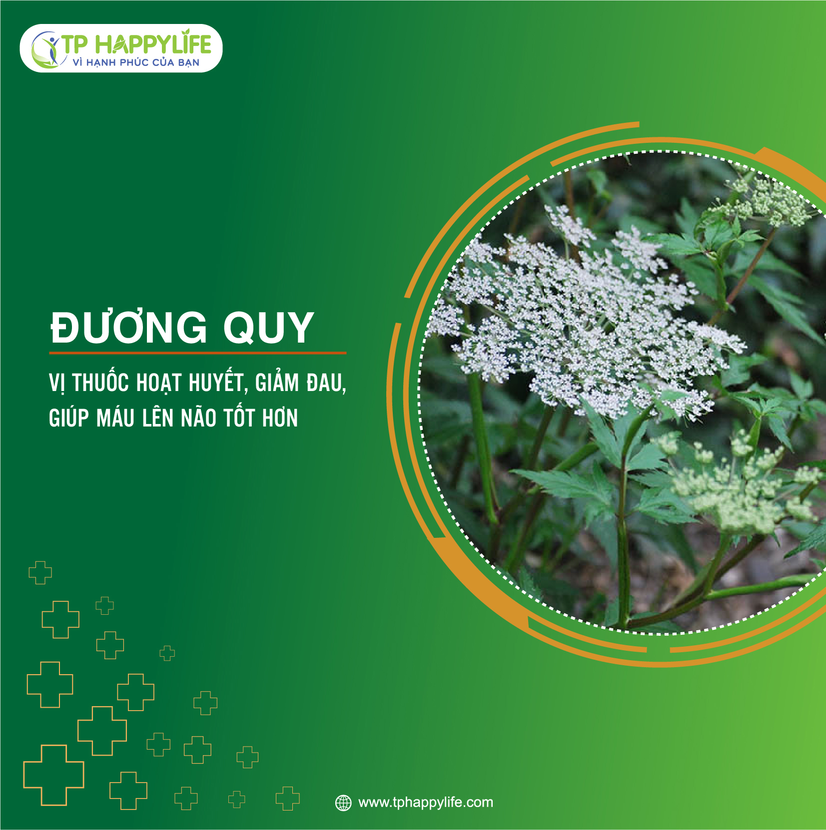 Đương Quy – Hoạt huyết, giảm đau, giúp máu lên não tốt hơn