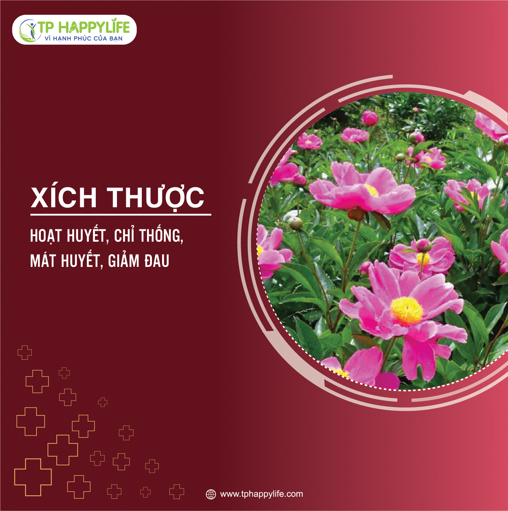 Xích thược – Vị thuốc hoạt huyết, chỉ thống, mát huyết, giảm đau