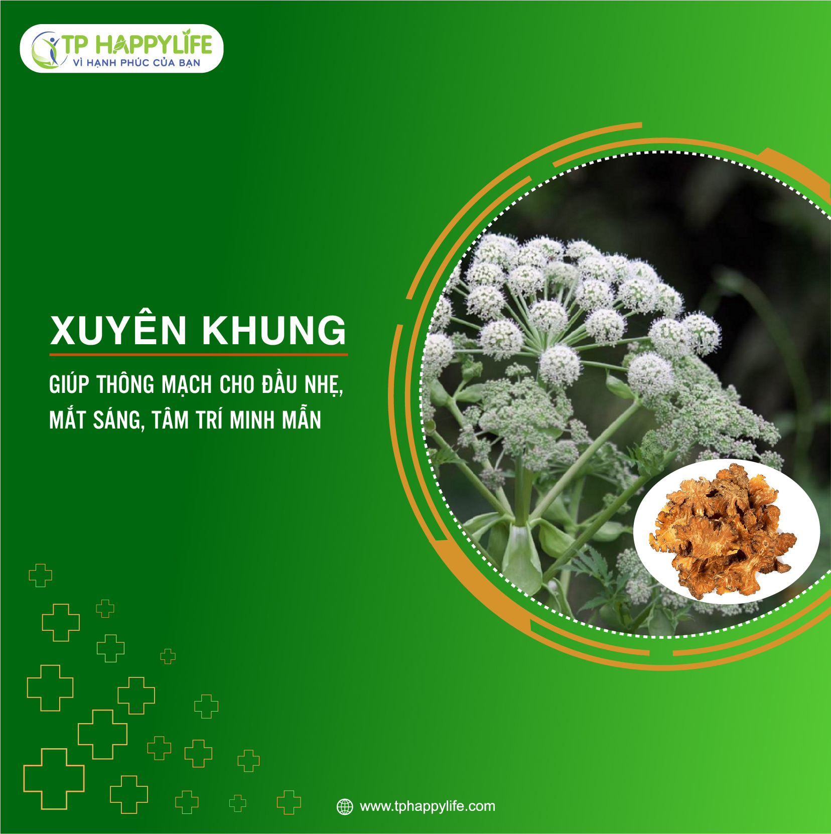 Xuyên khung – Vị thuốc hoạt huyết, khu phong, giảm đau đầu