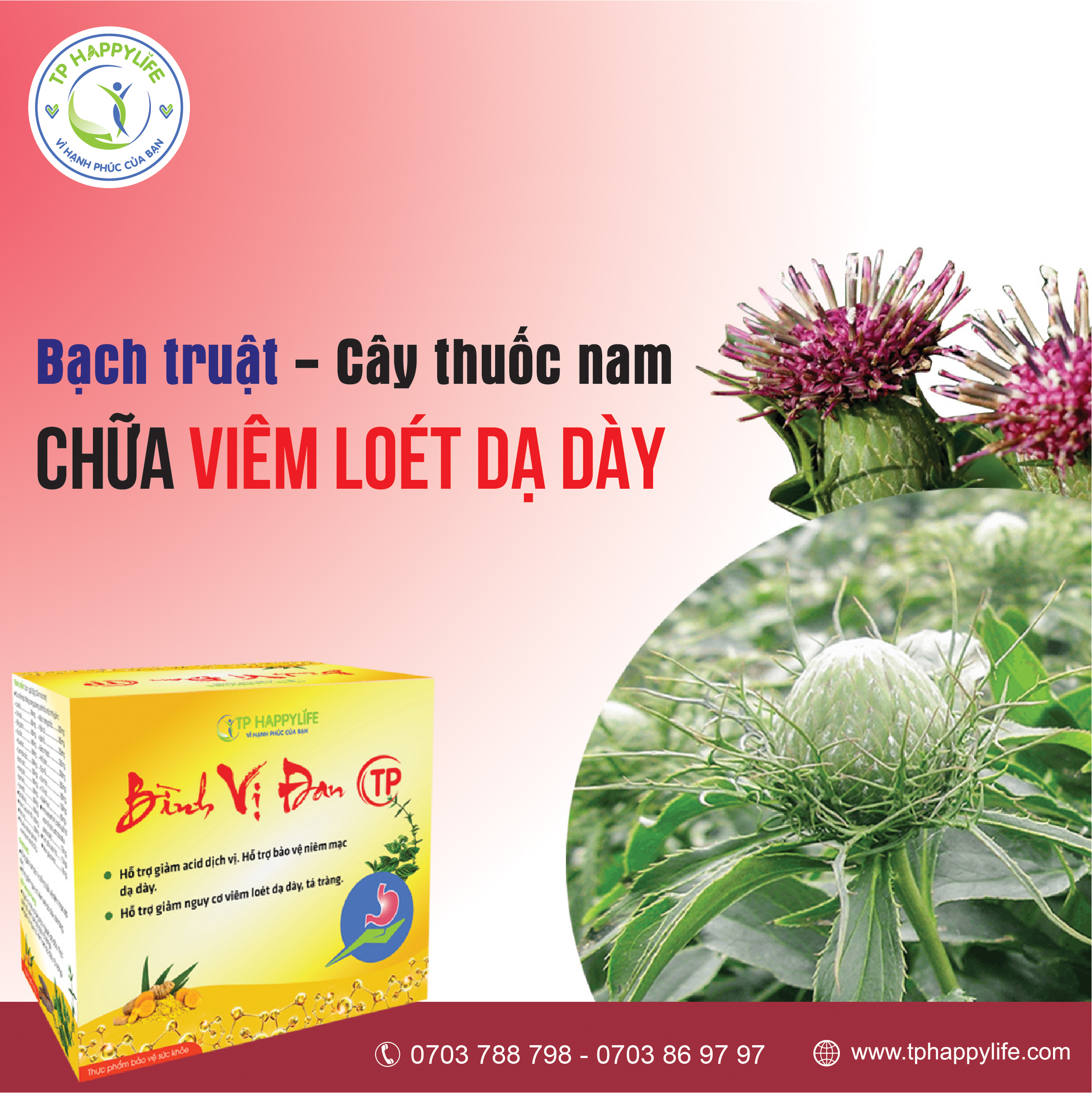 Bạch Truật – cây thuốc nam chữa viêm loét dạ dạy