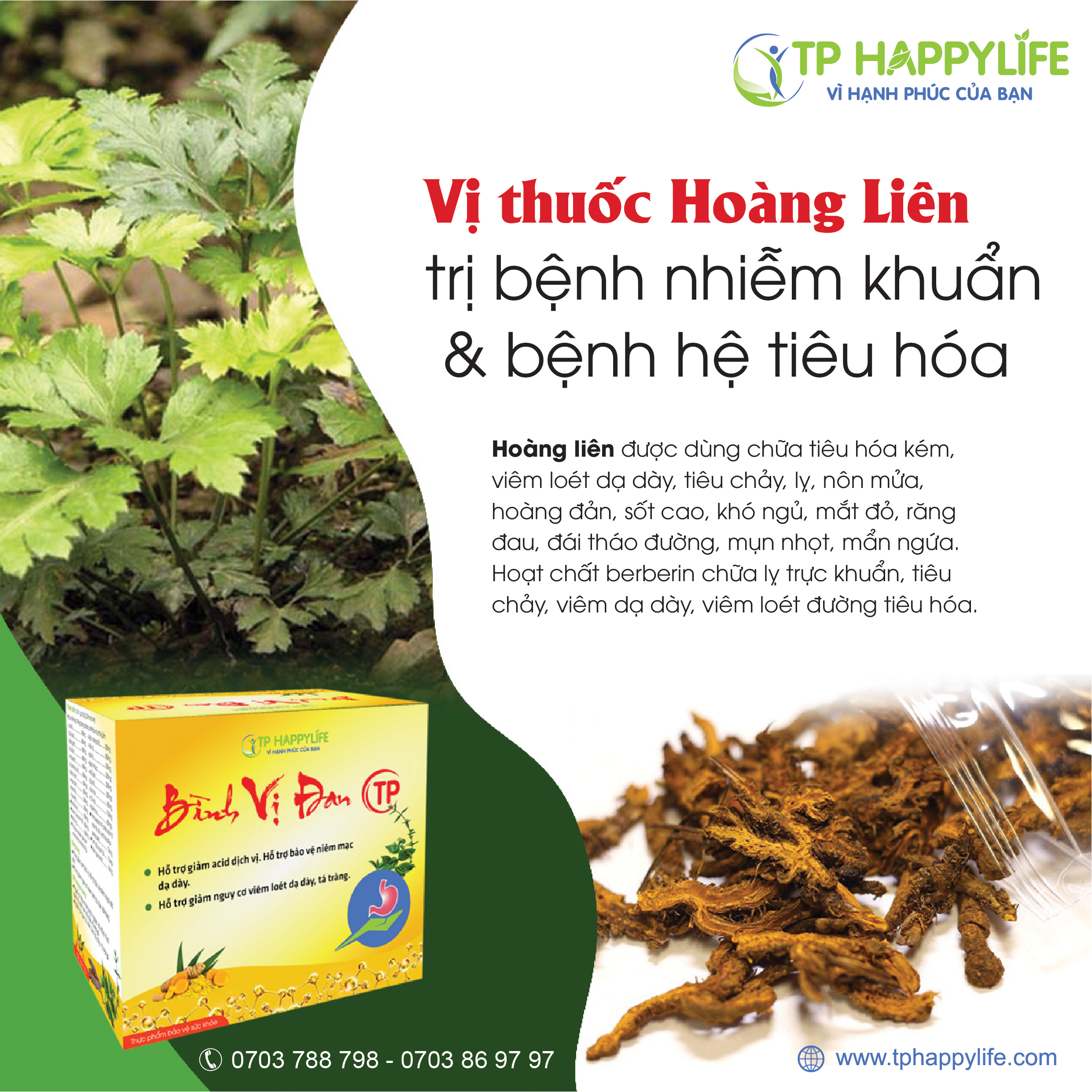 Vị thuốc Hoàng Liên - Trị bệnh nhiễm khuẩn và bệnh hệ tiêu hóa.